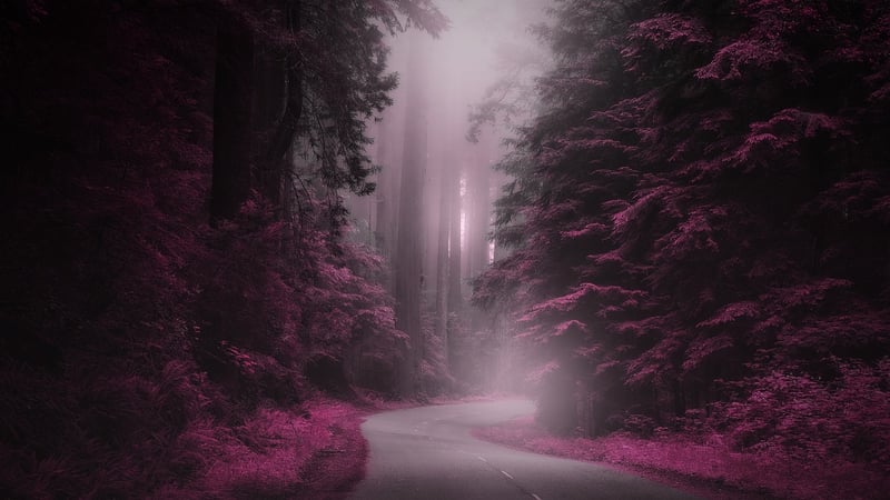 Mysterious Forest